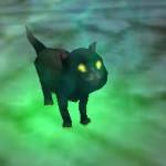 Pet Black Cat